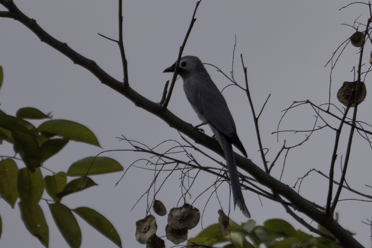 灰卷尾 - ML644512912