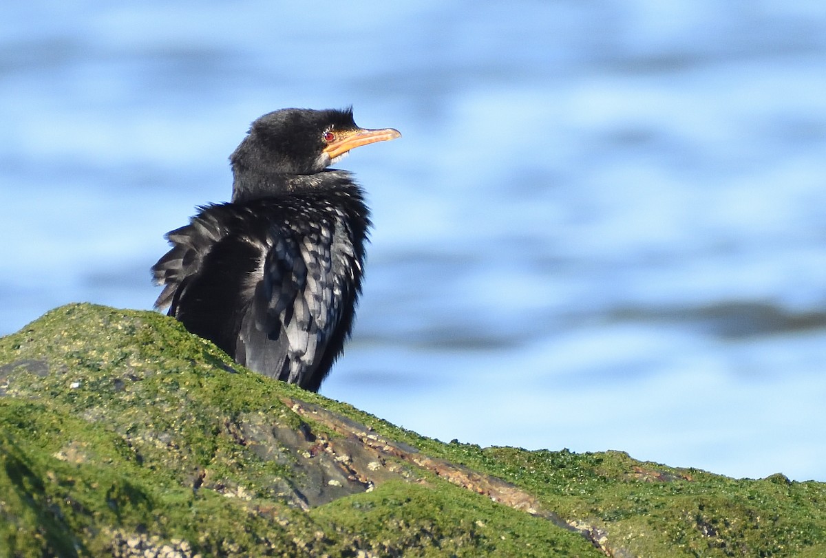 アフリカコビトウ - ML644512913