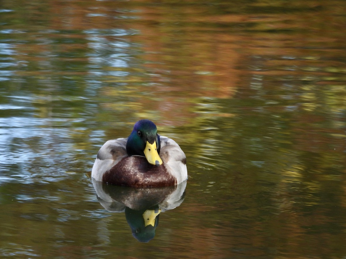 綠頭鴨 - ML644512914