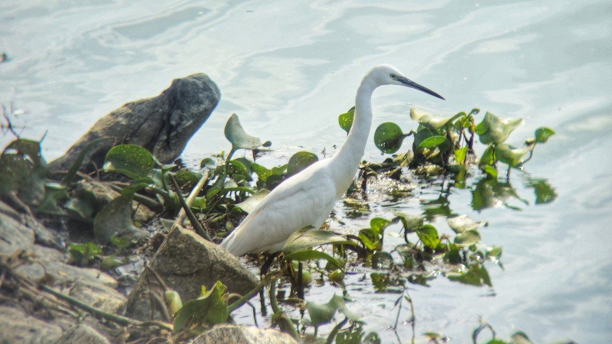 silkehegre - ML644512917