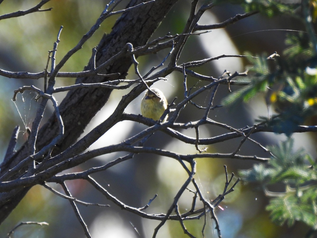 stumpnebb - ML644512918