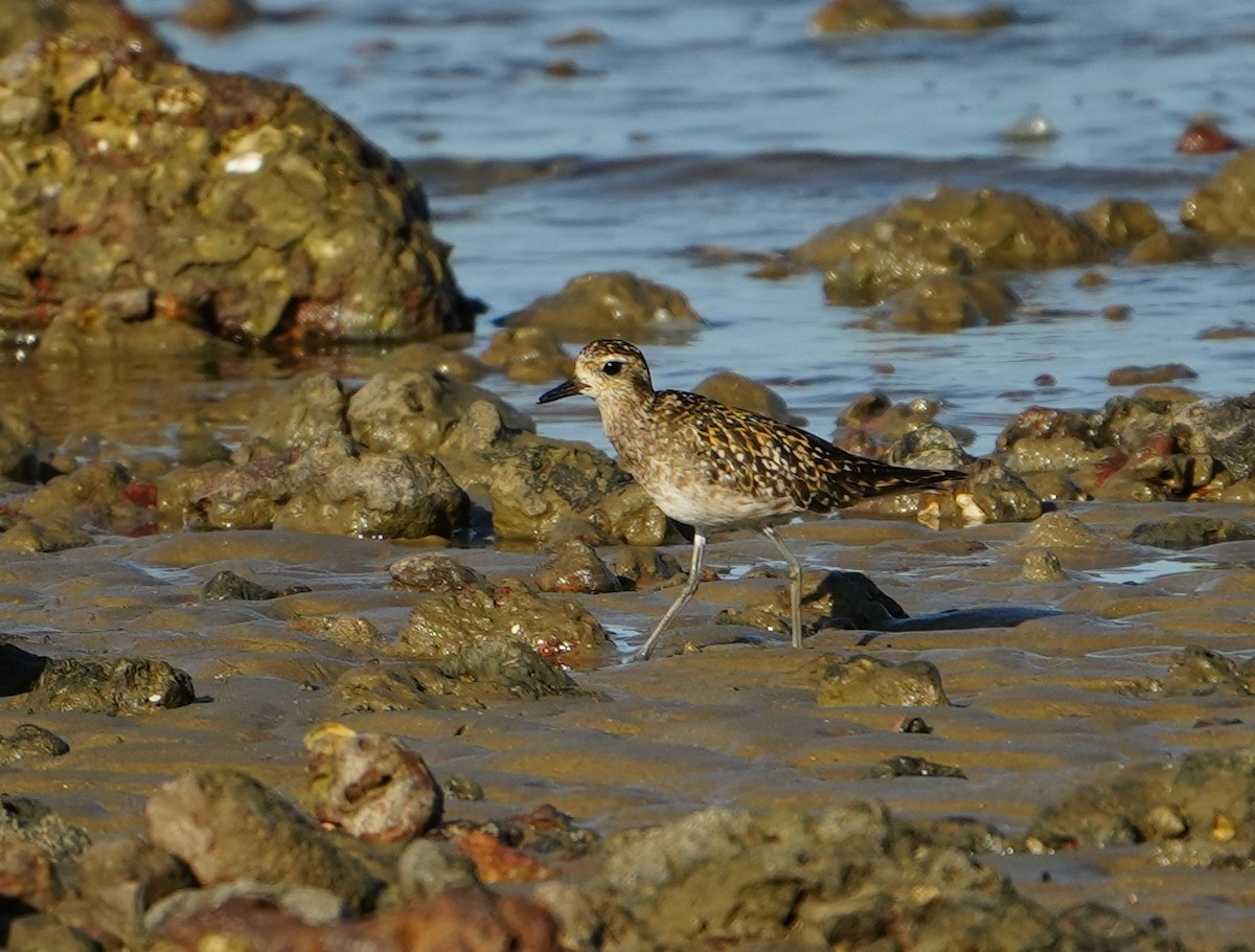 Pluvier fauve - ML644512919