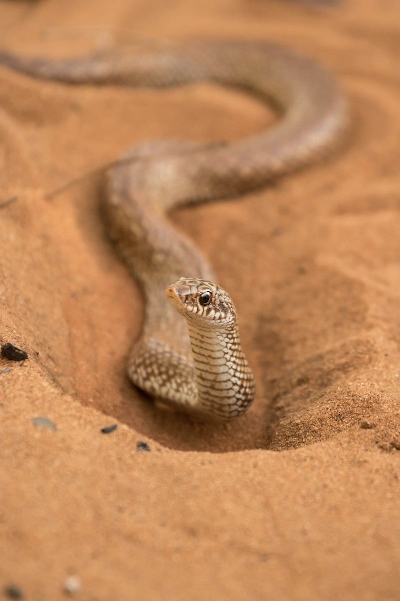 Blonde Hognose Snake - ML644512925