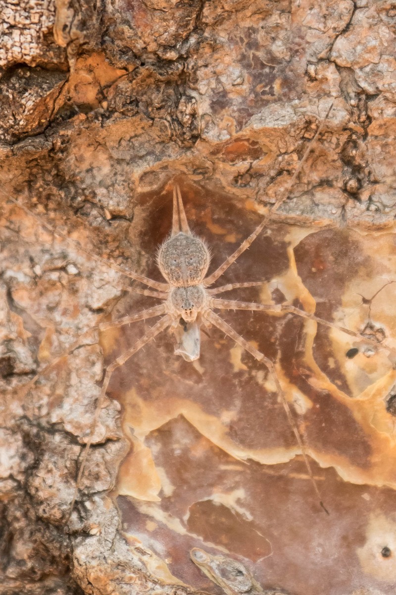 Spider Crickets and Allies - ML644512926