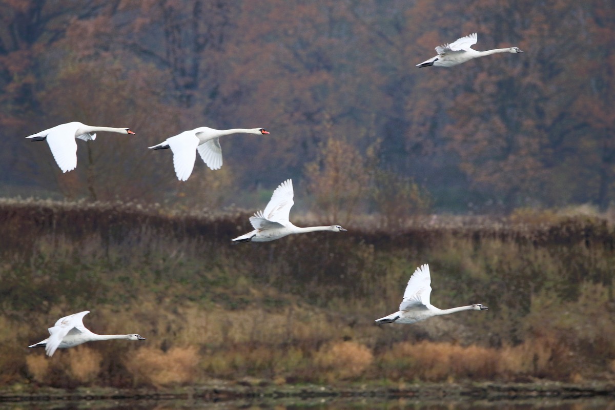 Mute Swan - ML644512930