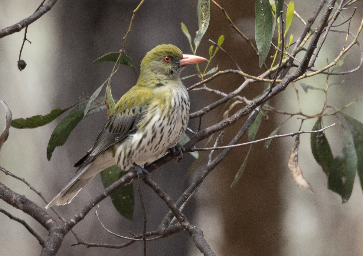 tårepirol - ML644512933