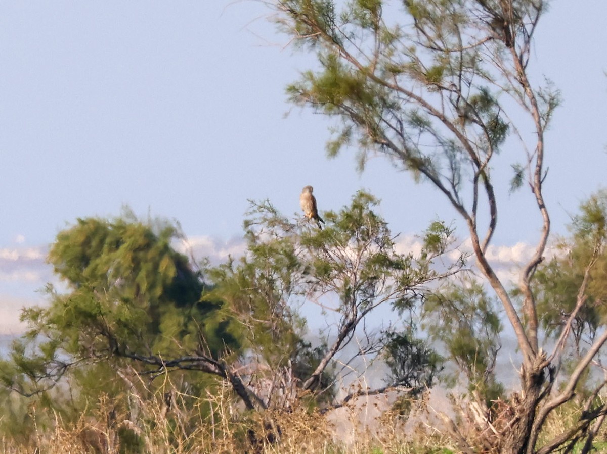 tårnfalk - ML644512936