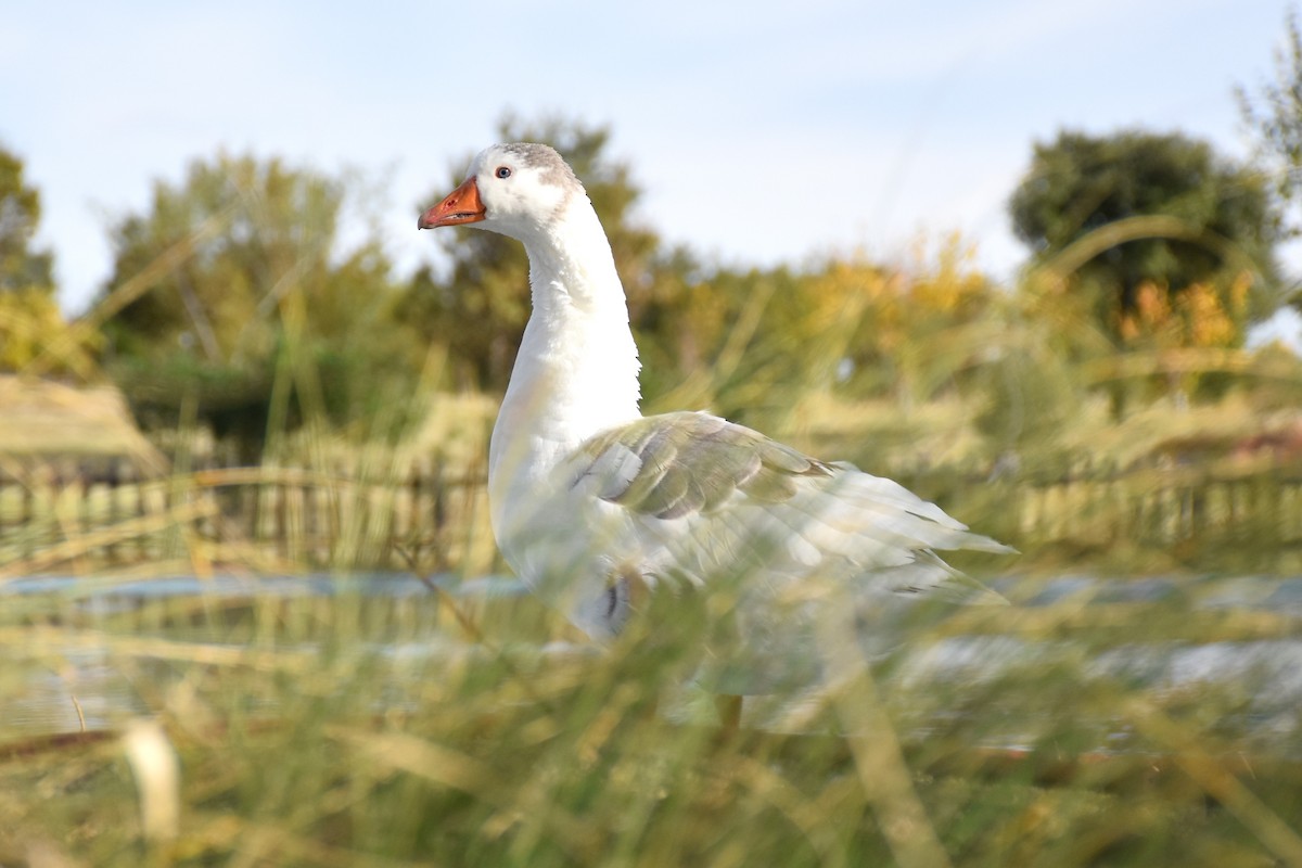Graylag Goose (Domestic type) - ML644512937