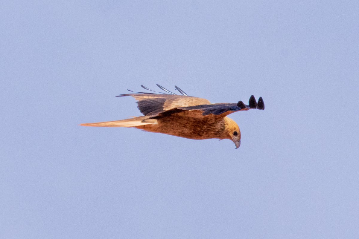 plystreglente - ML644512940