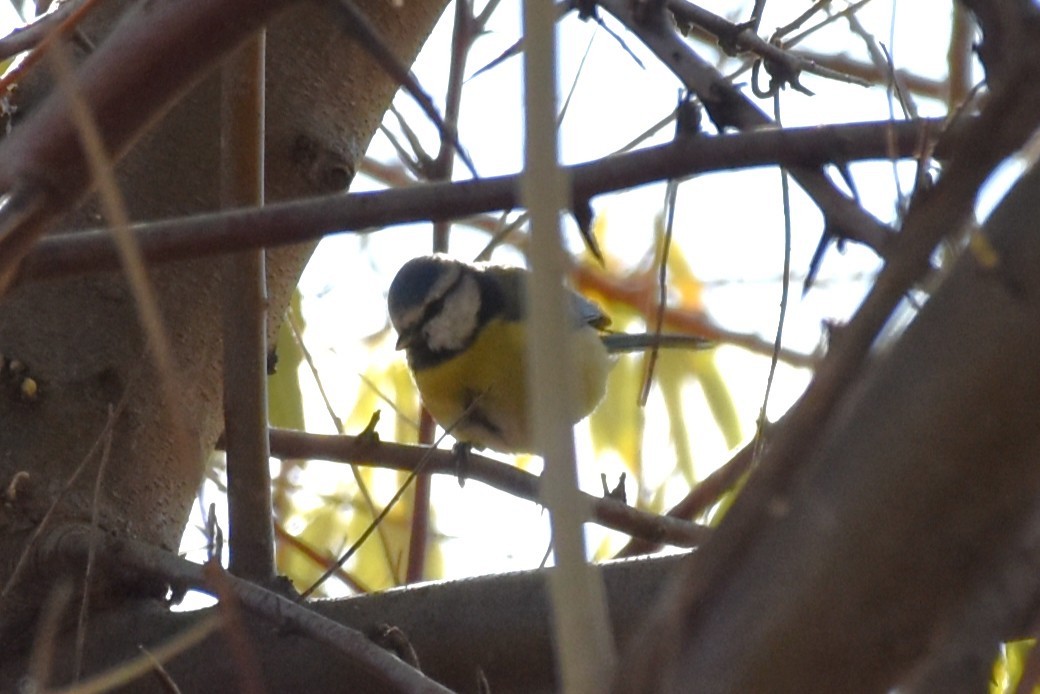 blåmeis - ML644512941