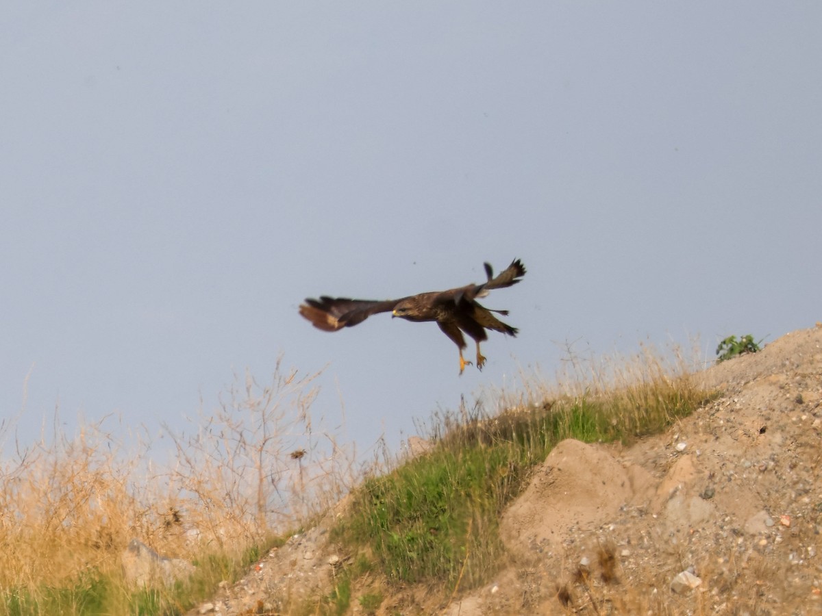 musvåk - ML644512943