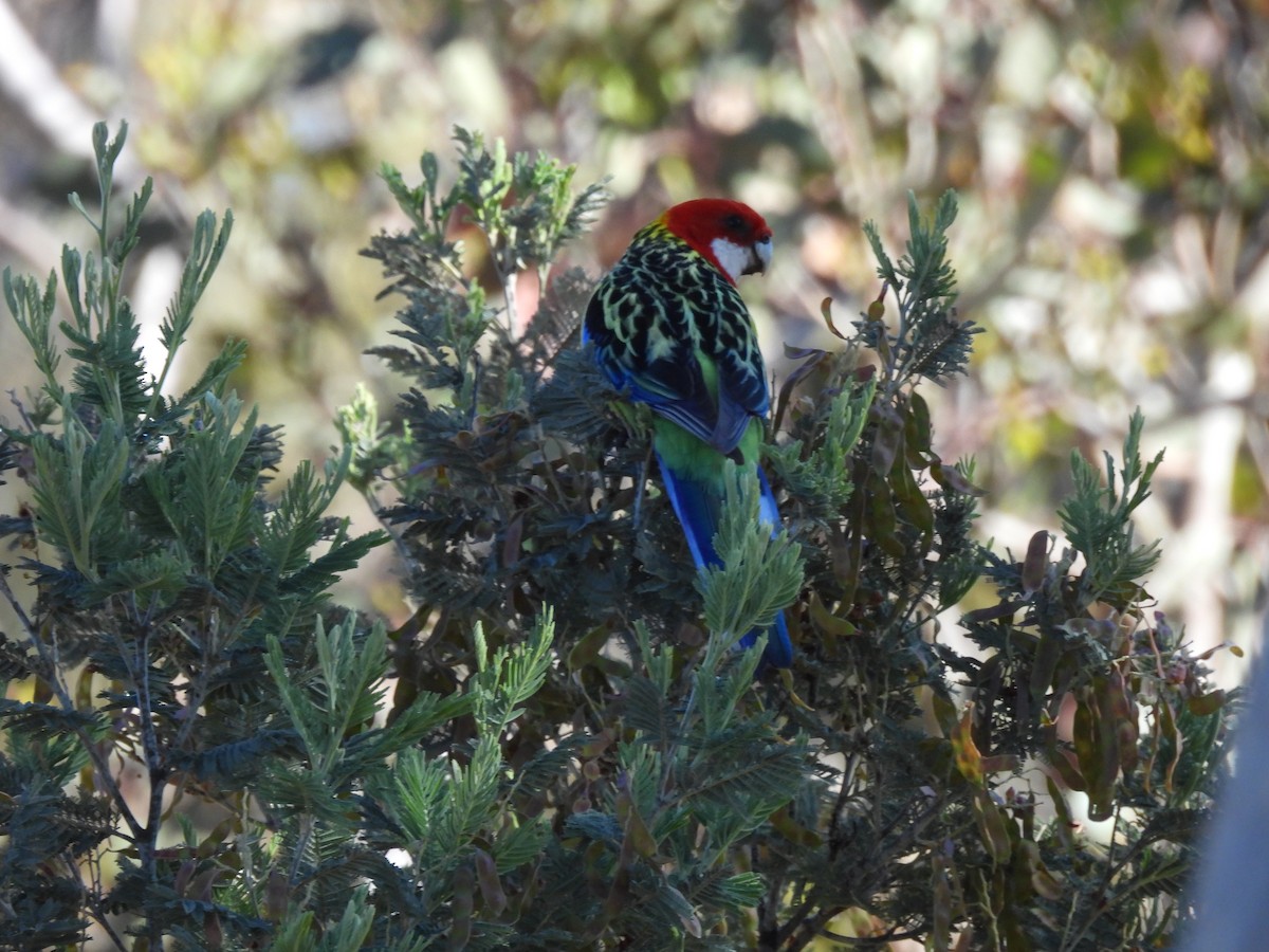 praktrosella - ML644512944