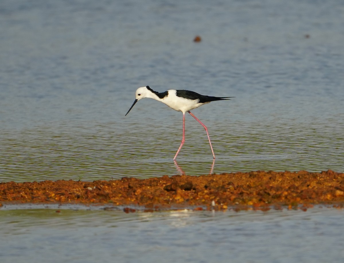 australstylteløper - ML644512945