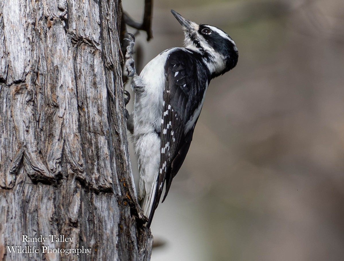 hårspett - ML644512947