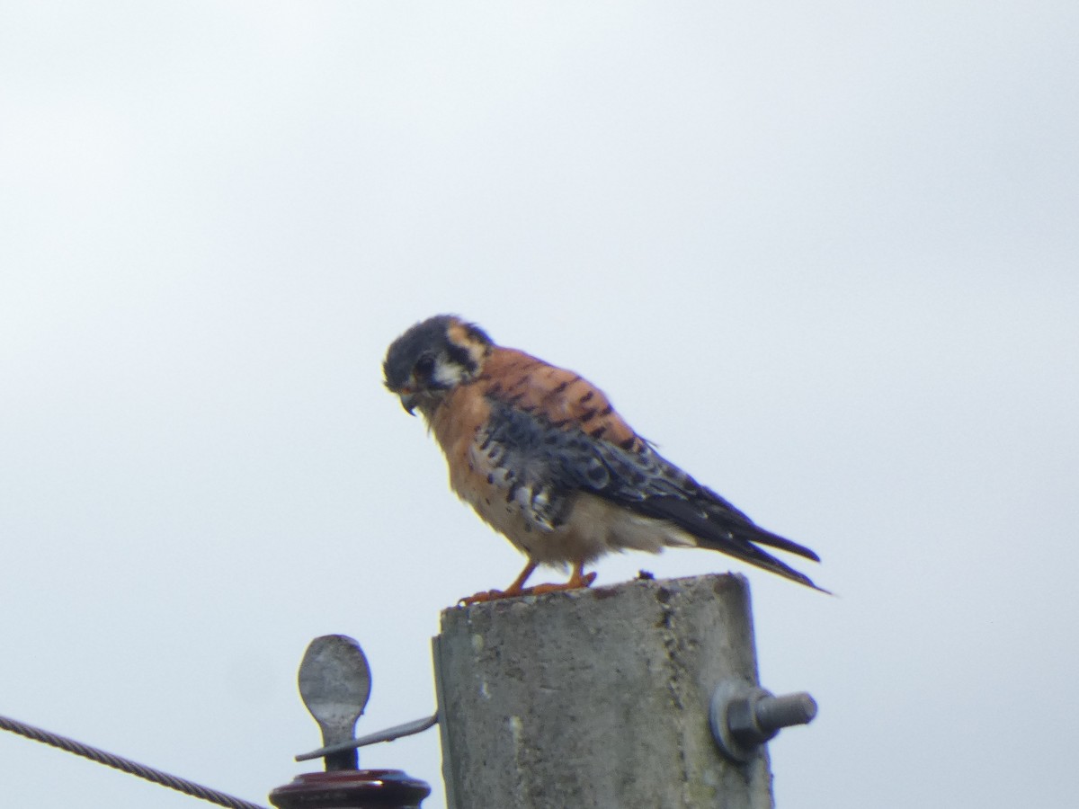 spurvefalk - ML644512948