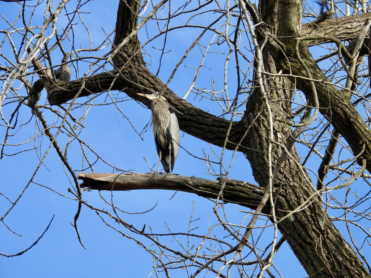 herodiashegre - ML644512950