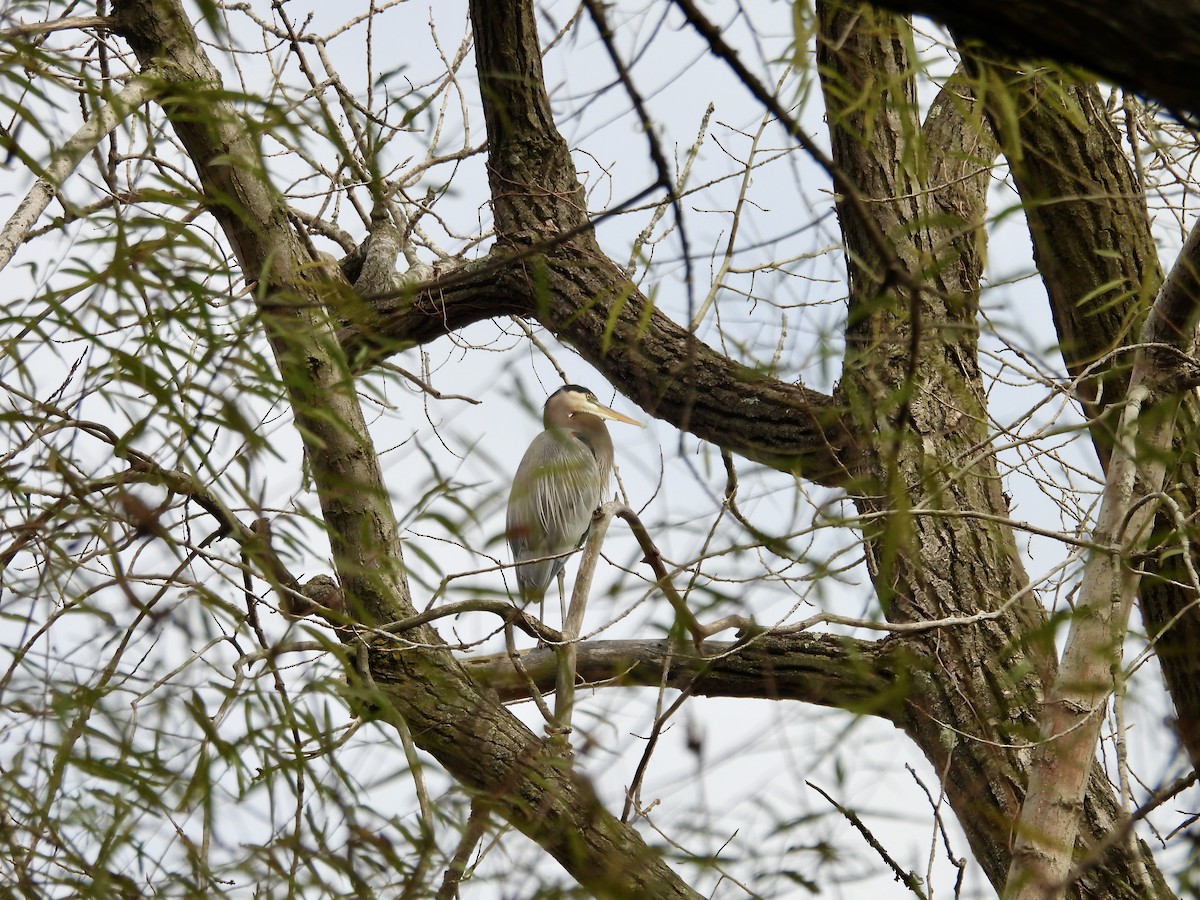 herodiashegre - ML644512951