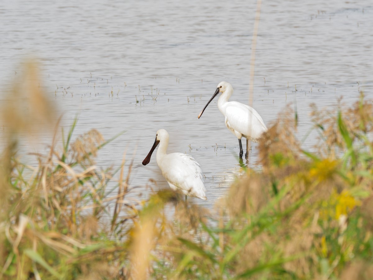 skjestork - ML644512953