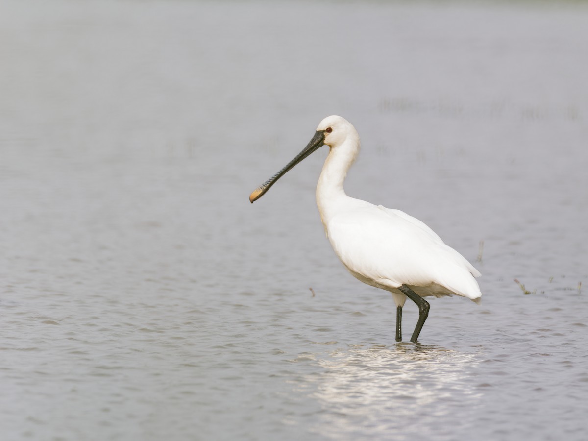 skjestork - ML644512954