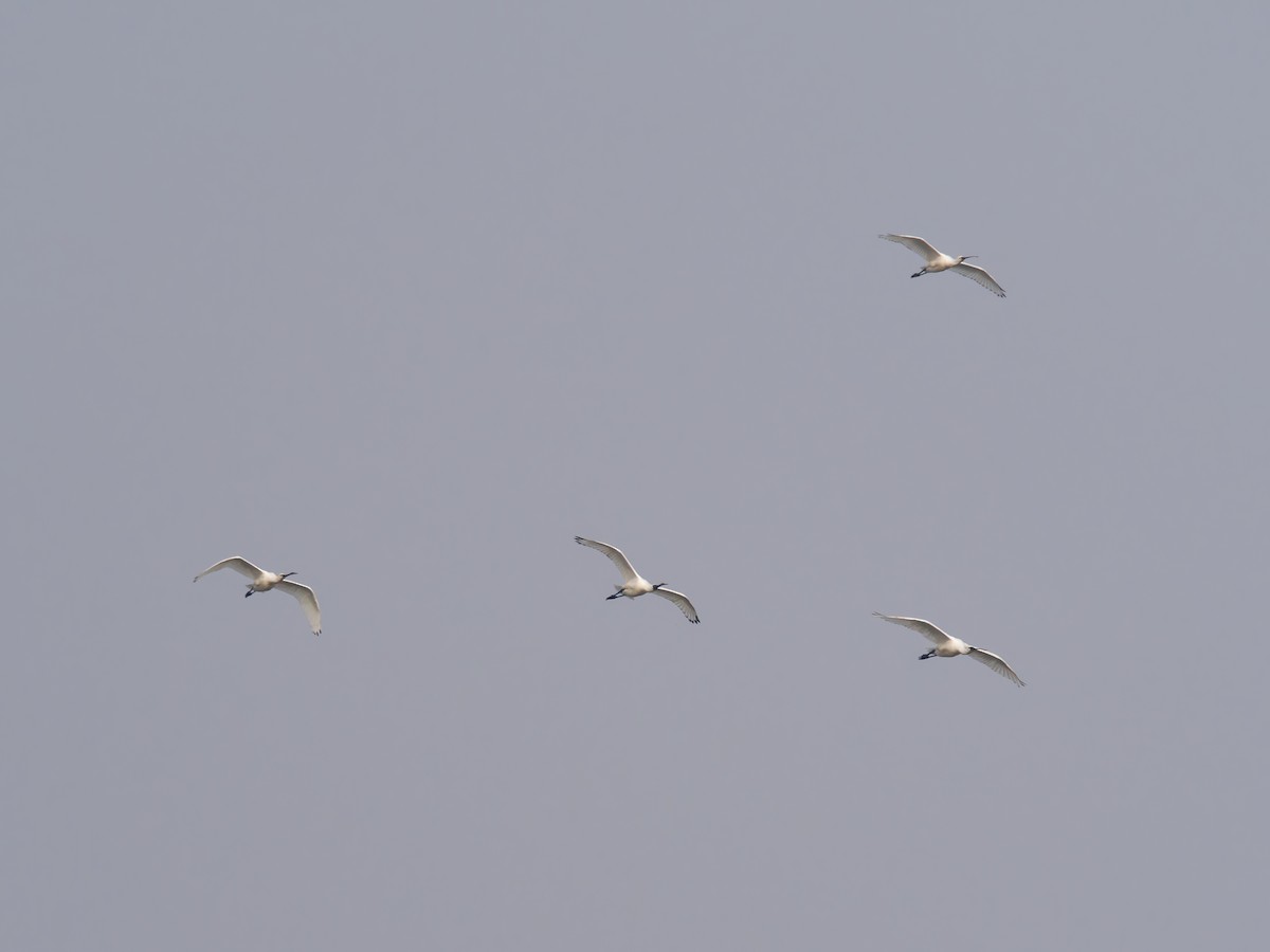 skjestork - ML644512955