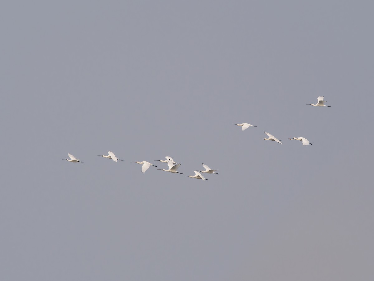 skjestork - ML644512956