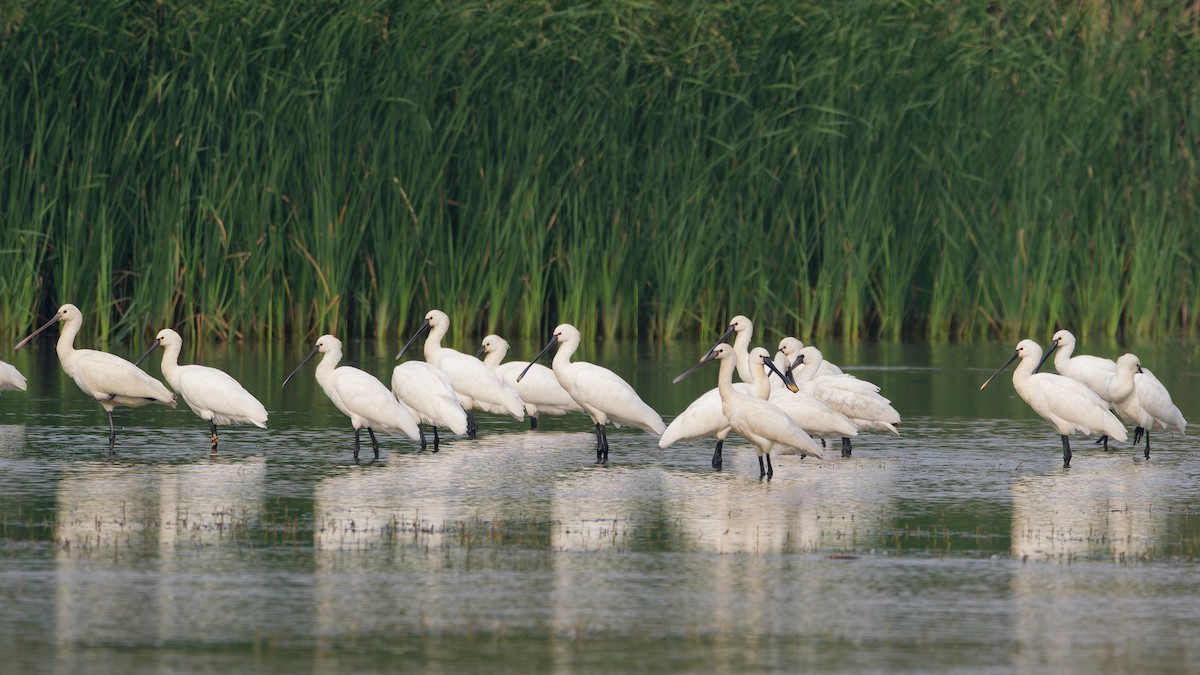 skjestork - ML644512957