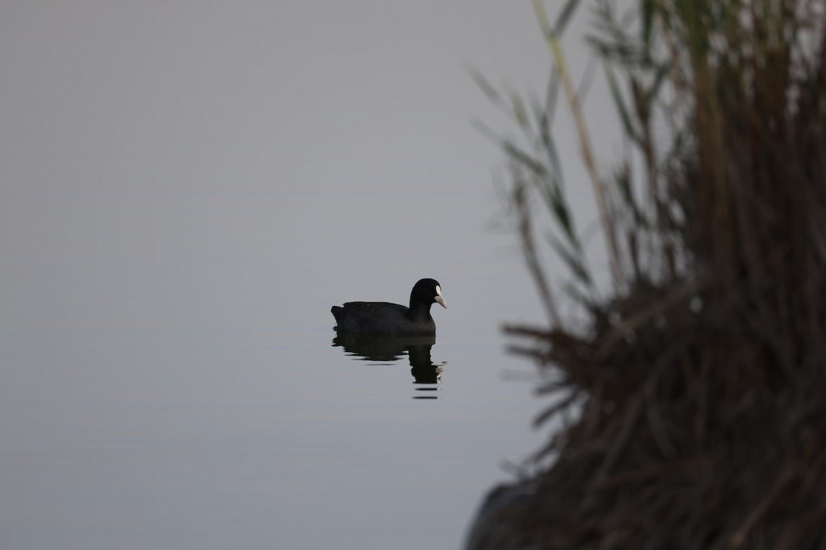 sothøne - ML644512959