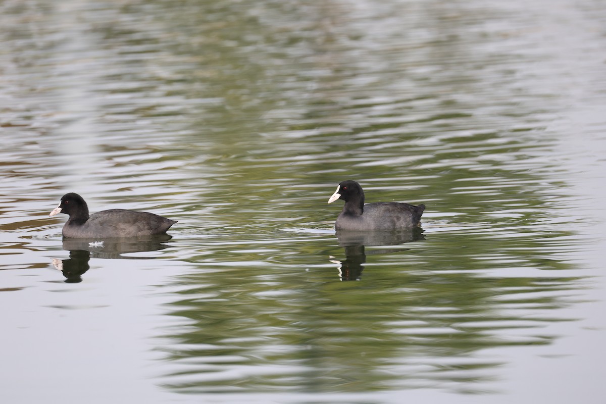 sothøne - ML644512960