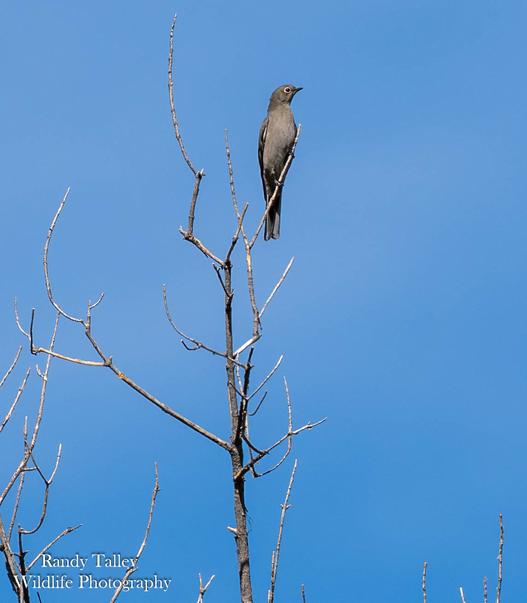 gråsolitærtrost - ML644512961