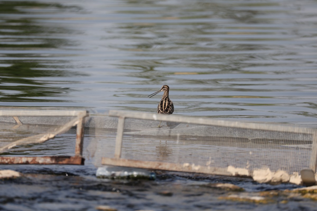 enkeltbekkasin - ML644512964