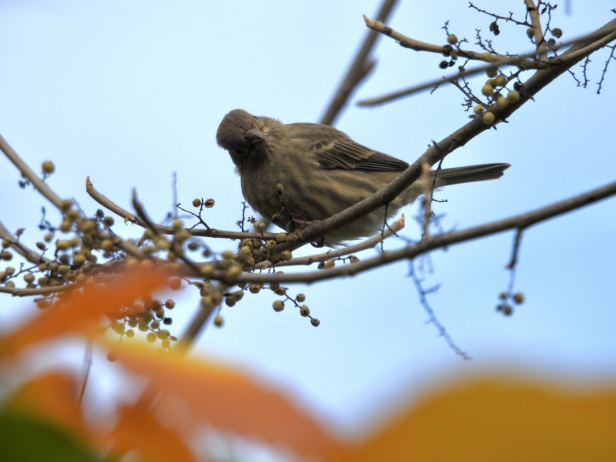 husrosenfink - ML644512965