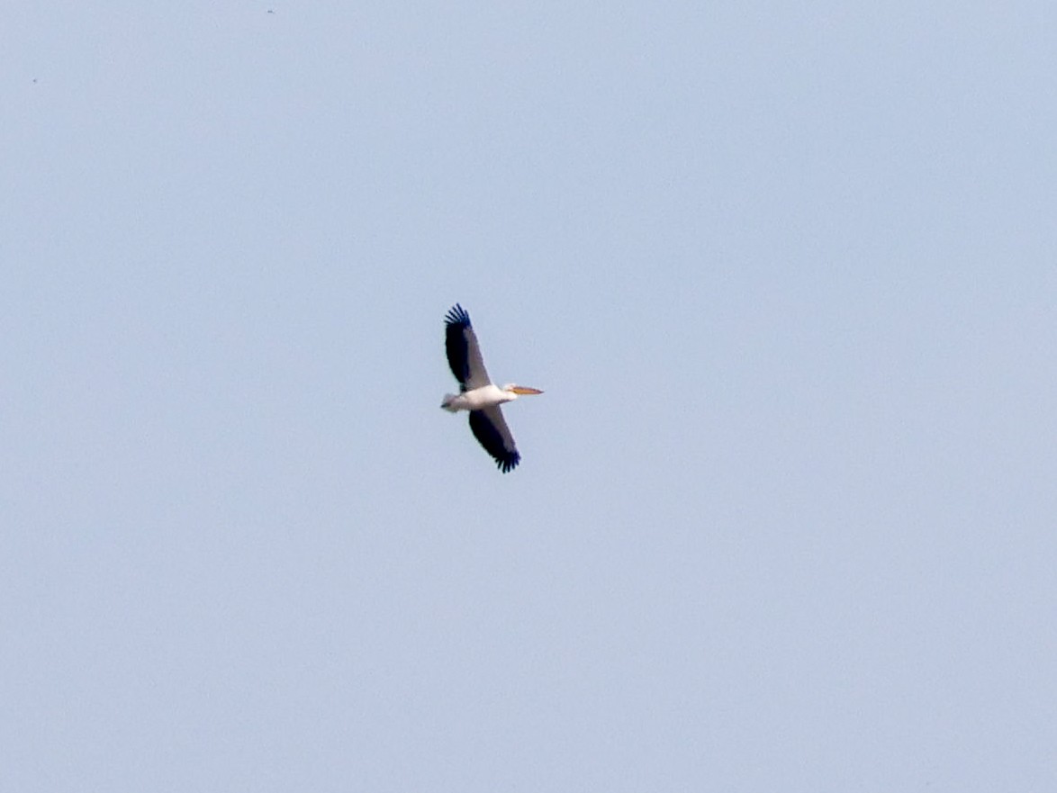 hvitpelikan - ML644512967