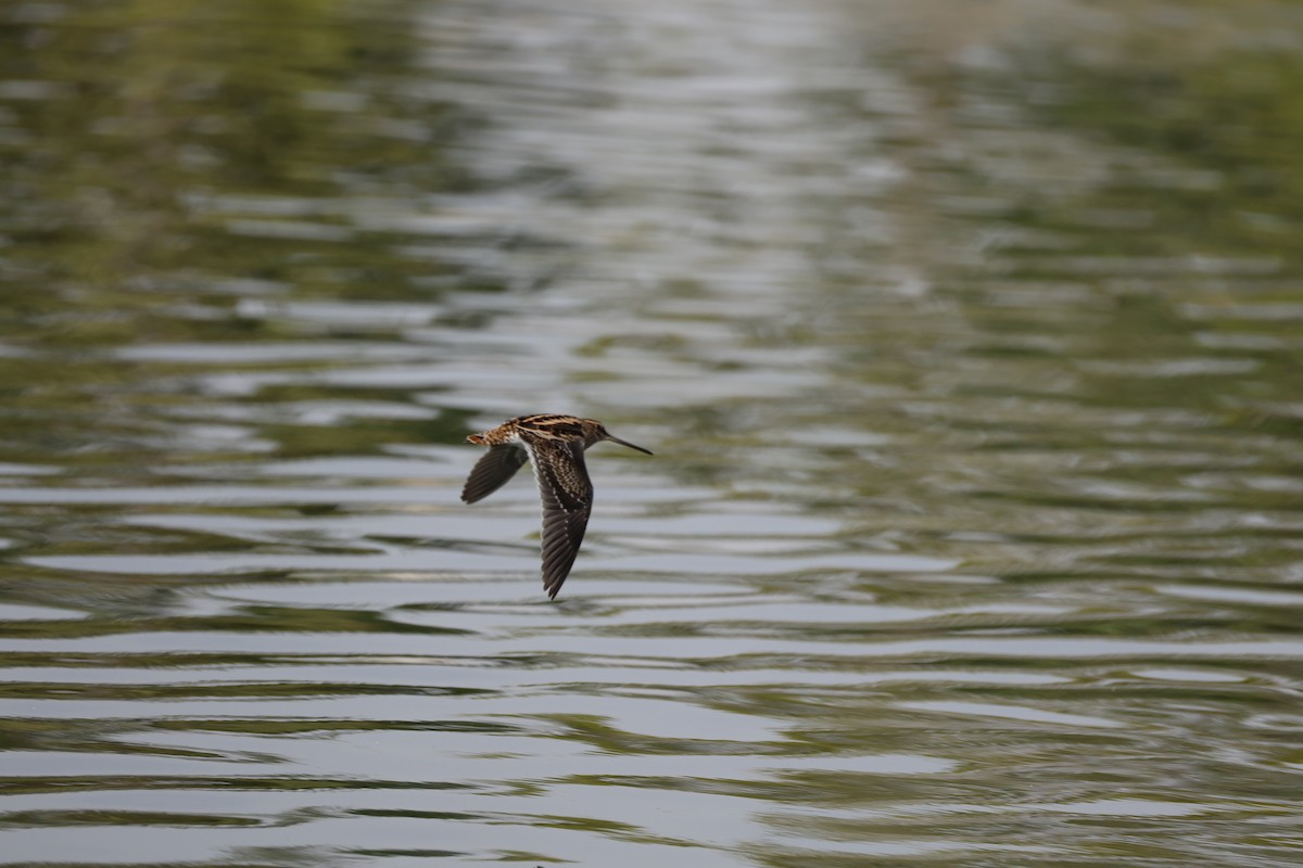 enkeltbekkasin - ML644512970