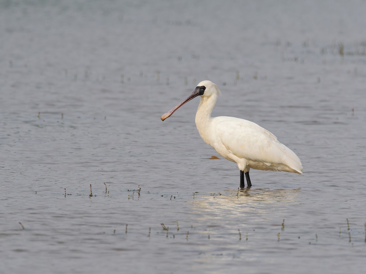 kinaskjestork - ML644512971