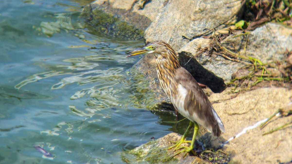 mangrovehegre - ML644512972