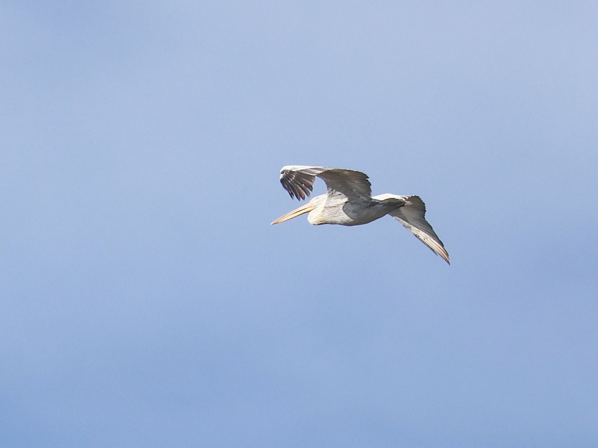 krøllpelikan - ML644512973