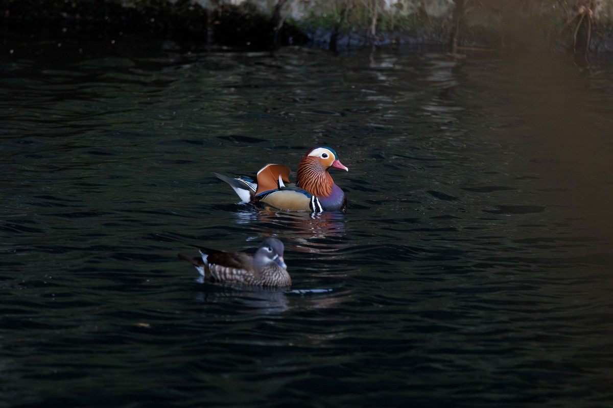 Mandarin Ördeği - ML644512974