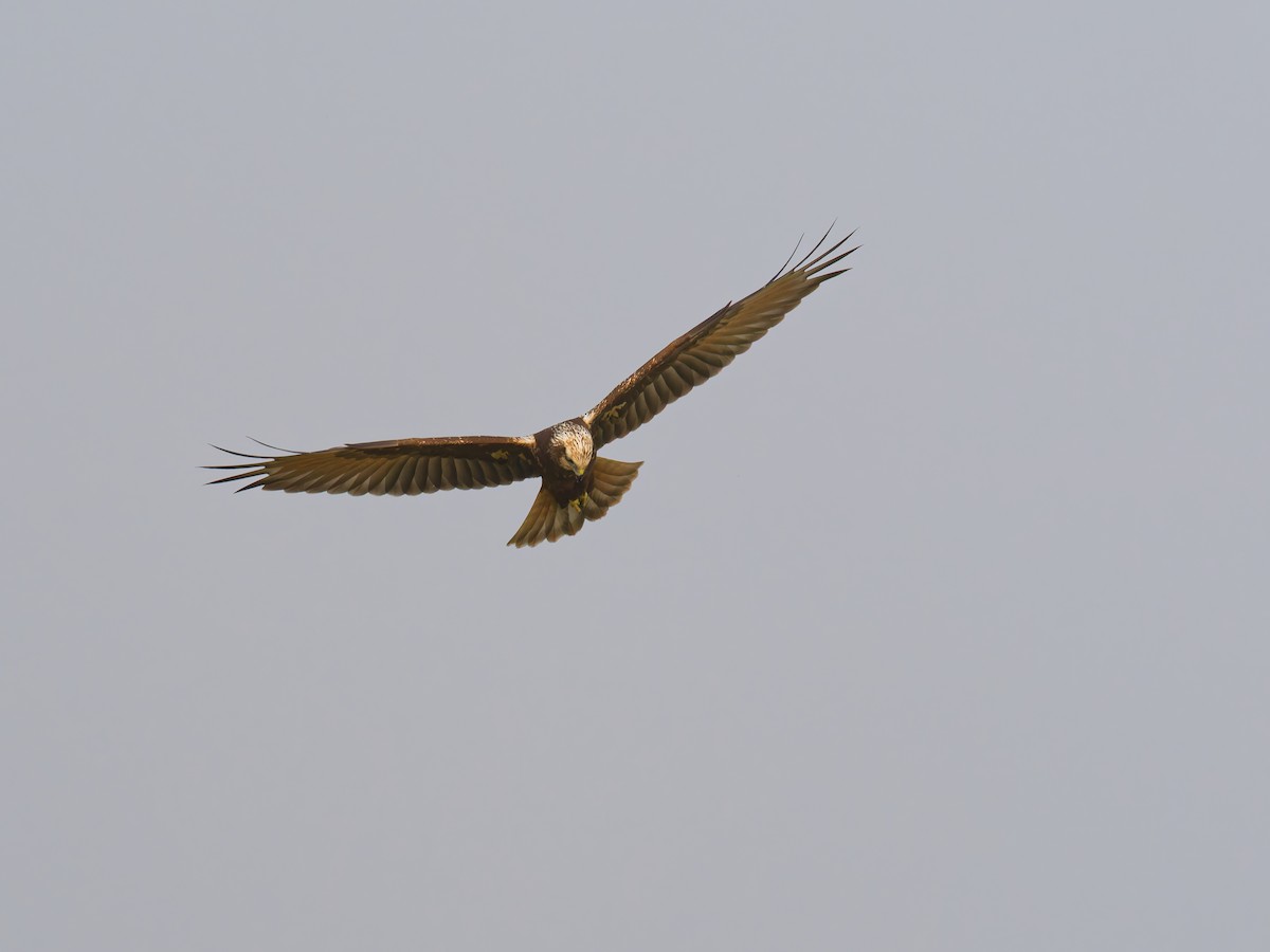 チュウヒ - ML644512981