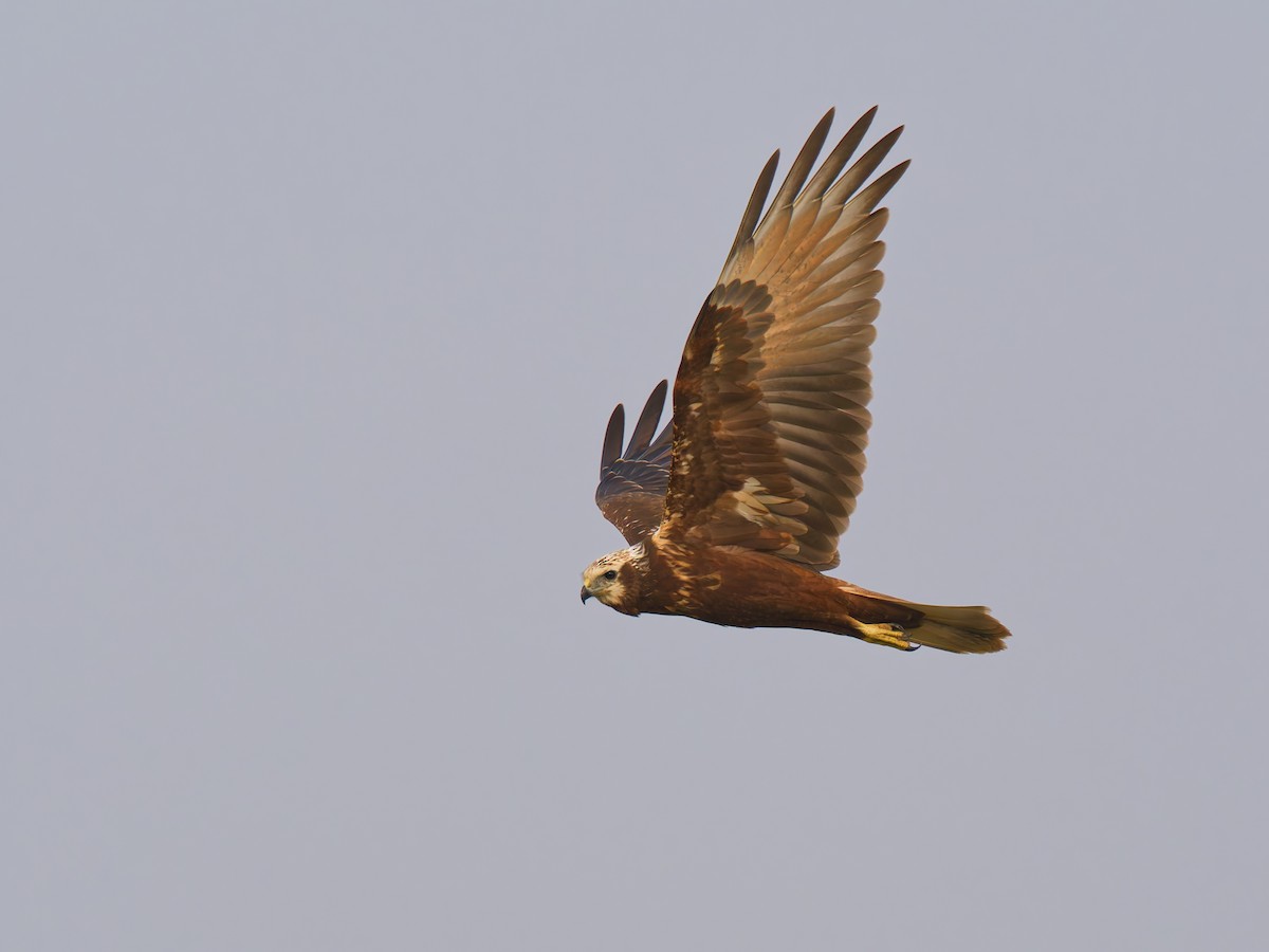 チュウヒ - ML644512982