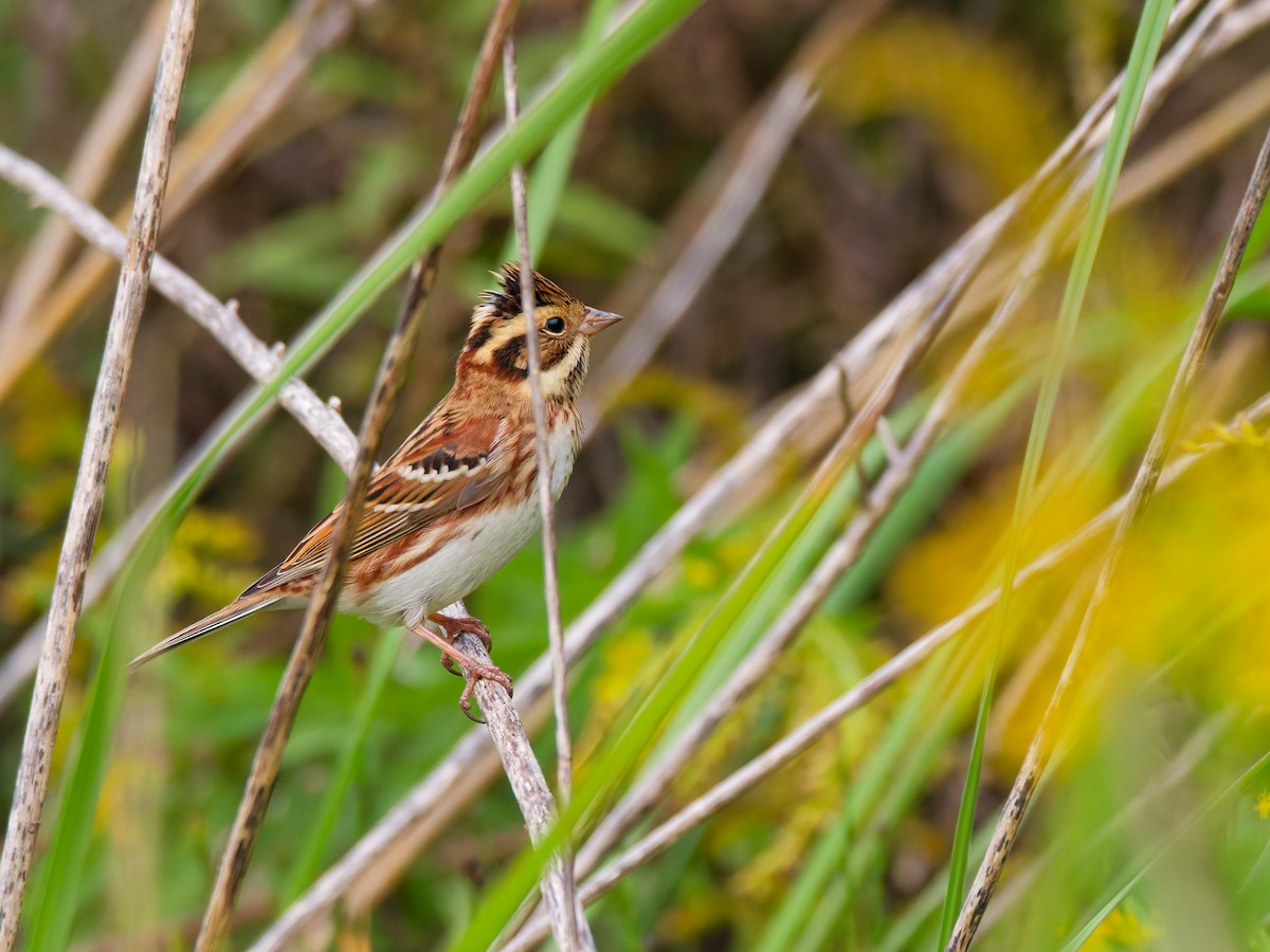 カシラダカ - ML644512990