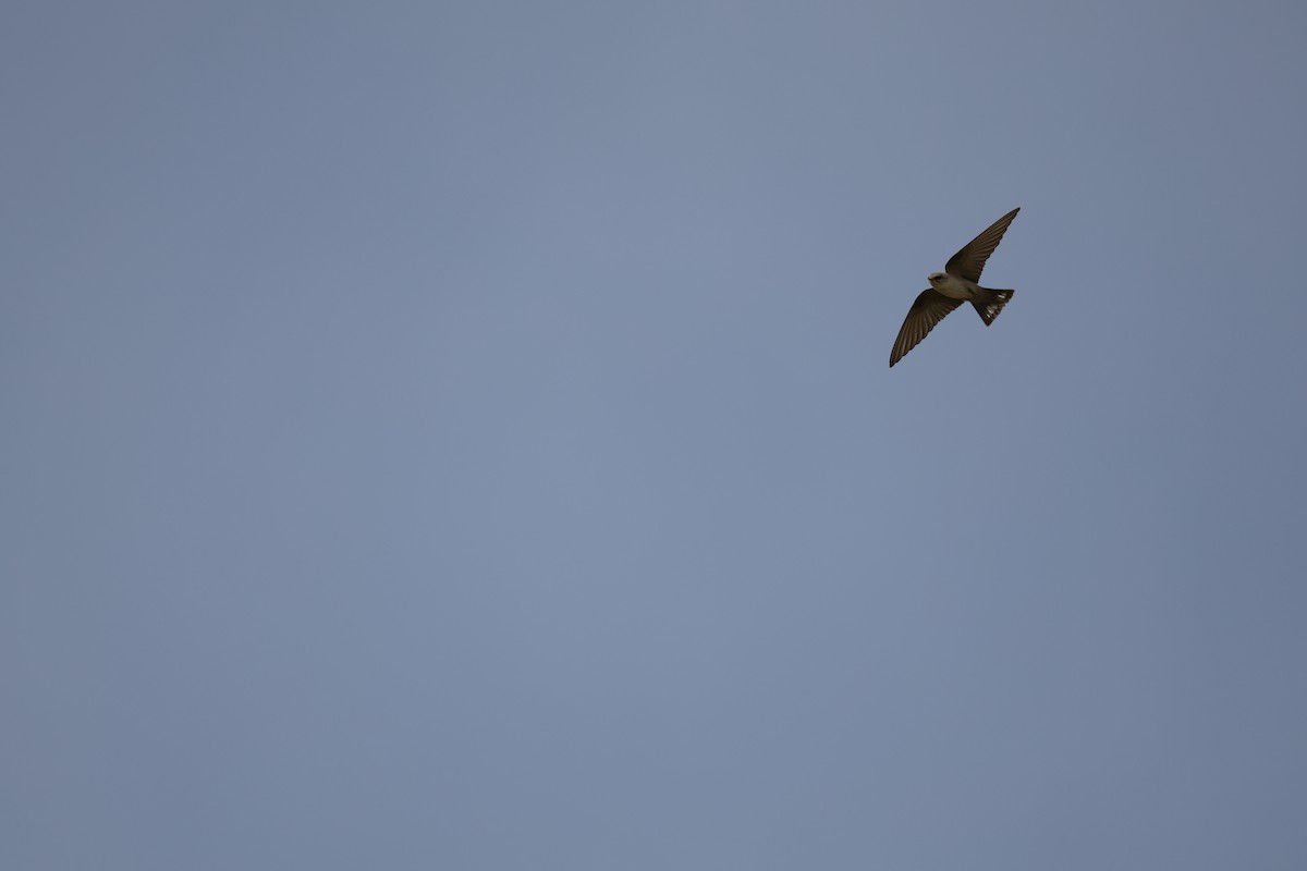 Hirondelle du désert - ML644512992