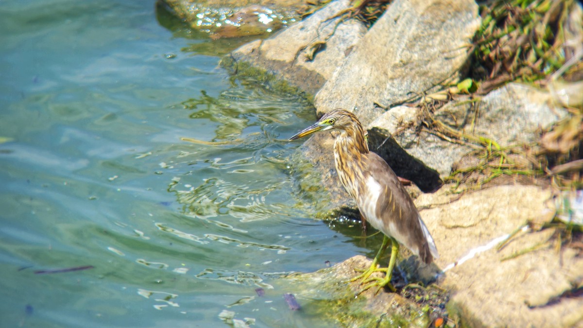 אנפית סוף הודית - ML644512994