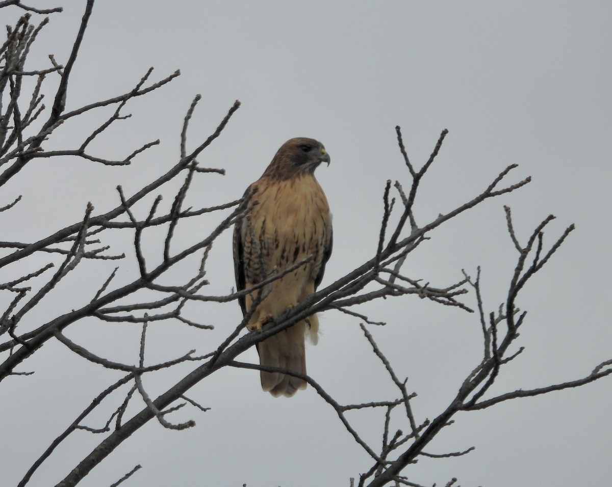 Poiana codarossa - ML644513003