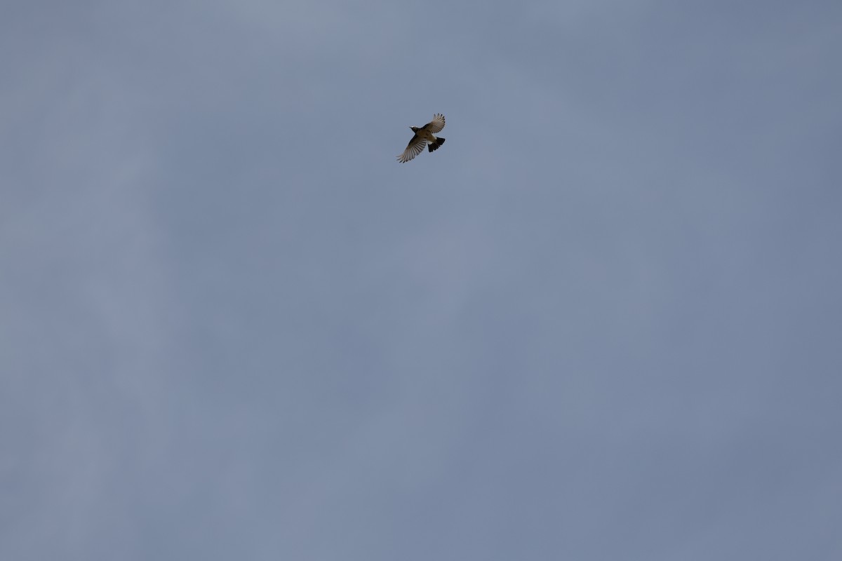 Desert Wheatear - ML644513004