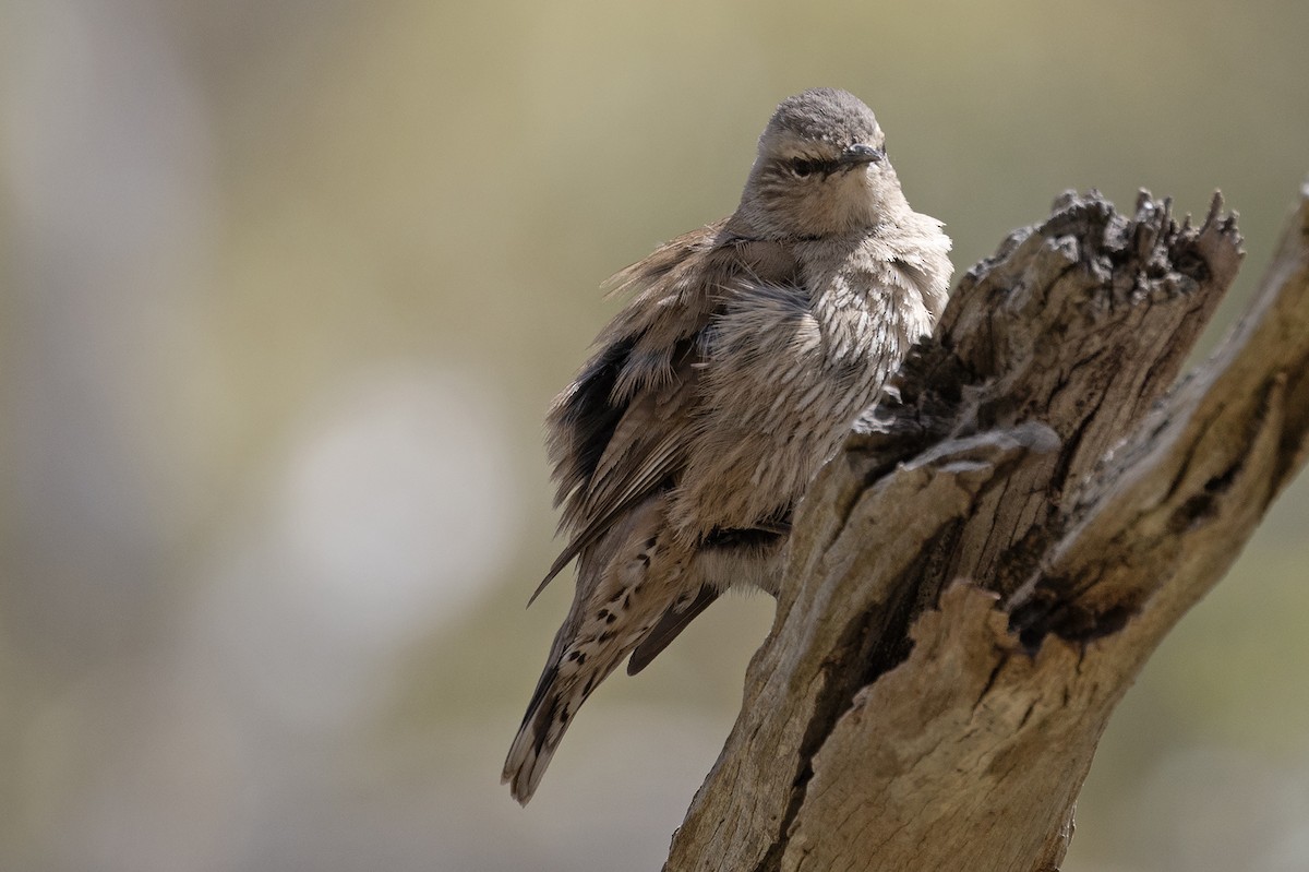Brown Treecreeper - ML644513006