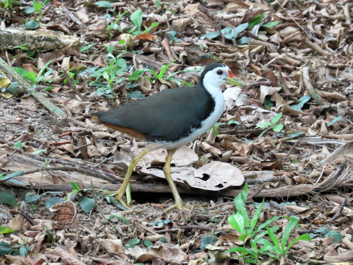 シロハラクイナ - ML644513007