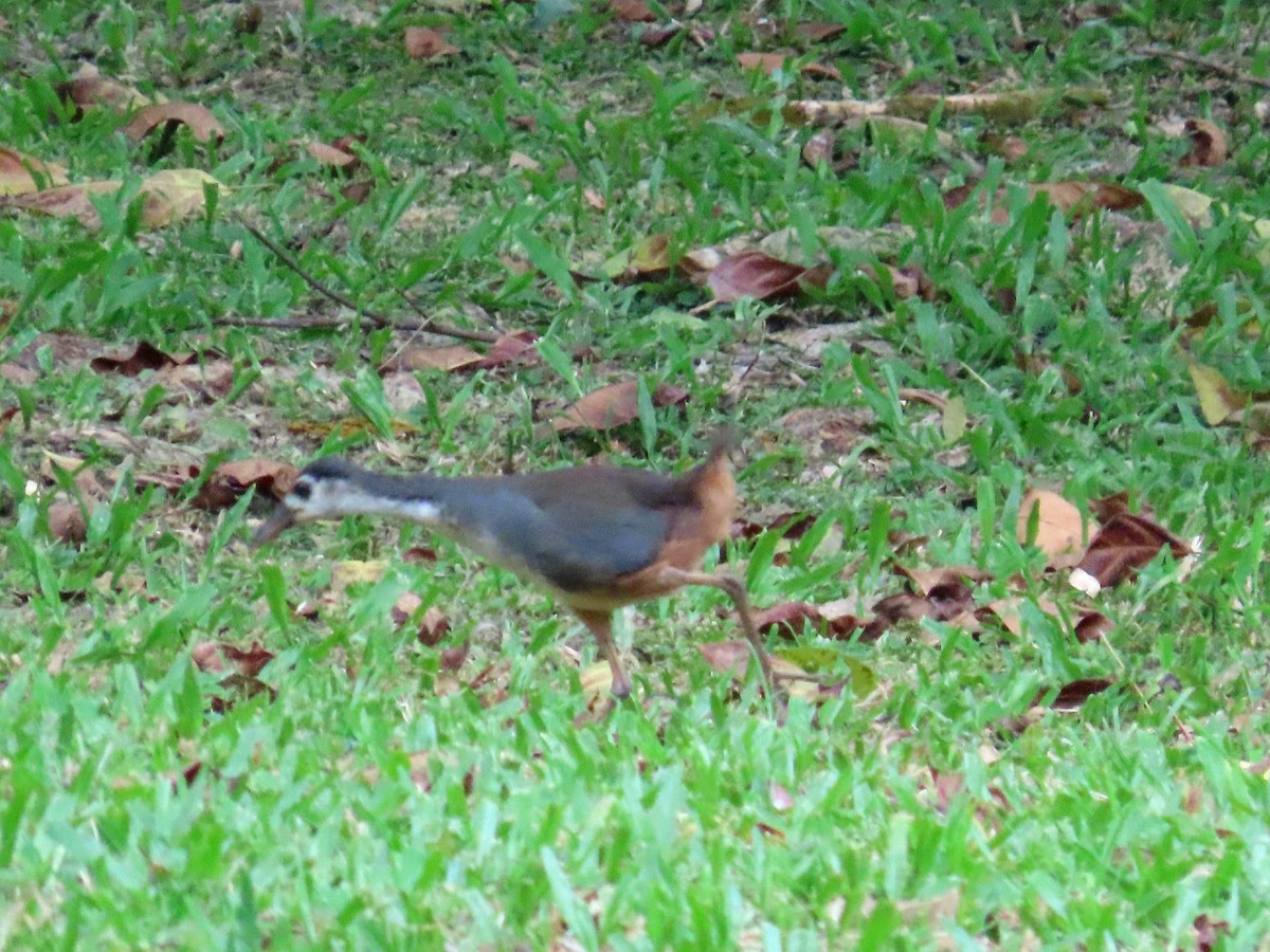 シロハラクイナ - ML644513008