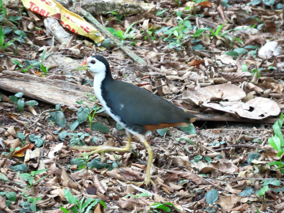 シロハラクイナ - ML644513009