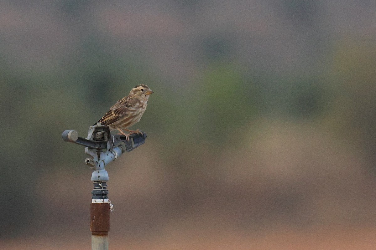 Rock Sparrow - ML644513010