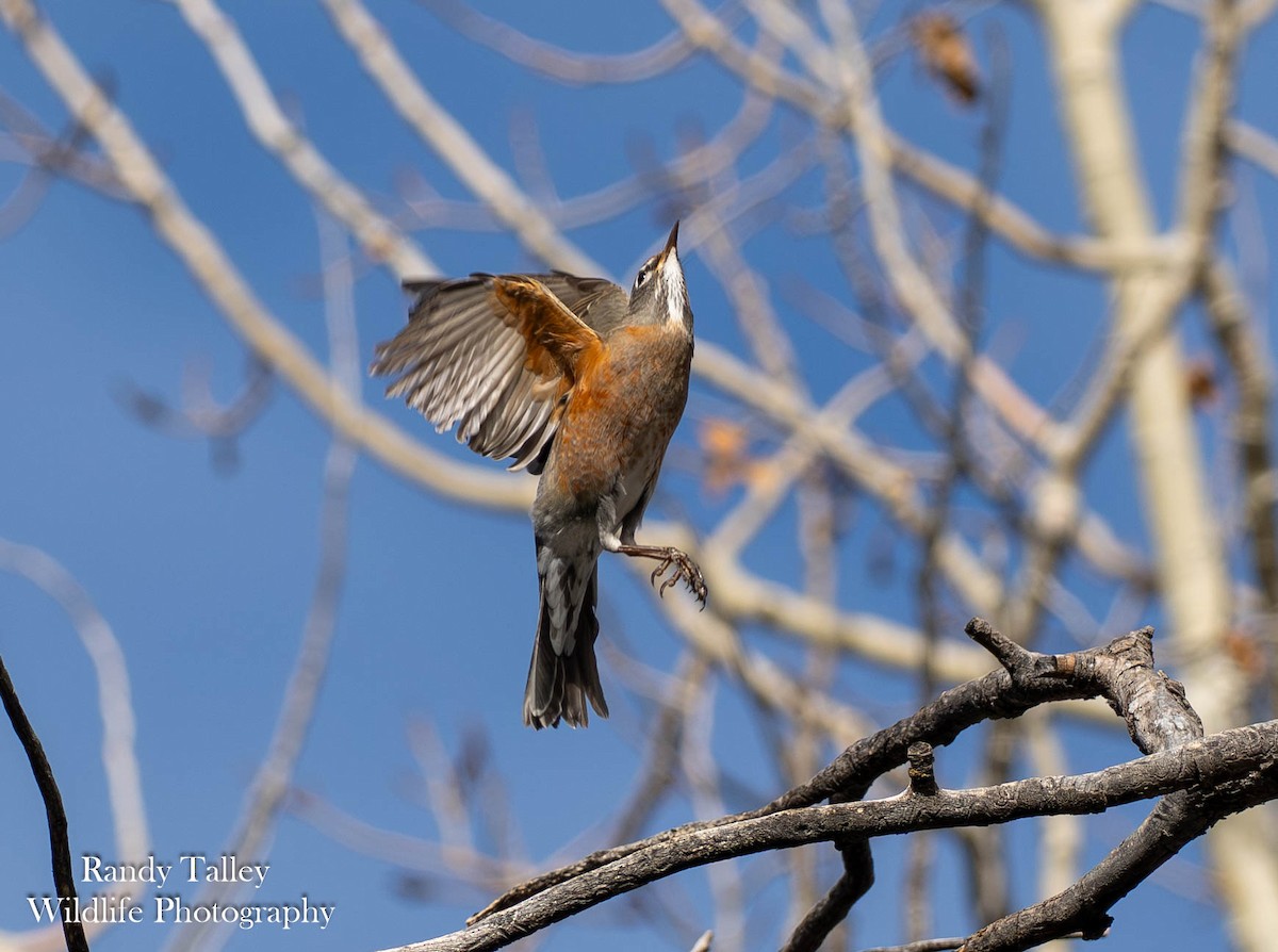 American Robin - ML644513011